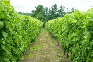 Wine Tasting Evening for Two
