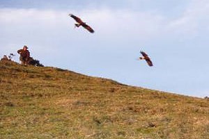 Birds of Prey Experience in Warwickshire
