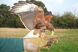 Birds of Prey Day in Essex