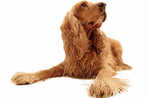 Pet Photoshoot
