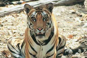 Shadow the Big Cats Keeper Weekend