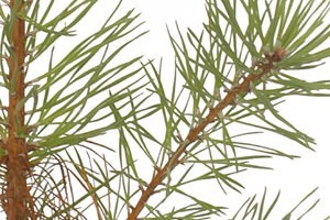Scots Pine Tree