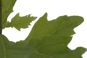 Oak Tree
