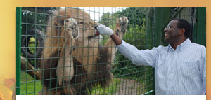 2 for 1 Feed the Big Cats by Hand