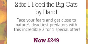 2 for 1 Feed the Big Cats by Hand
