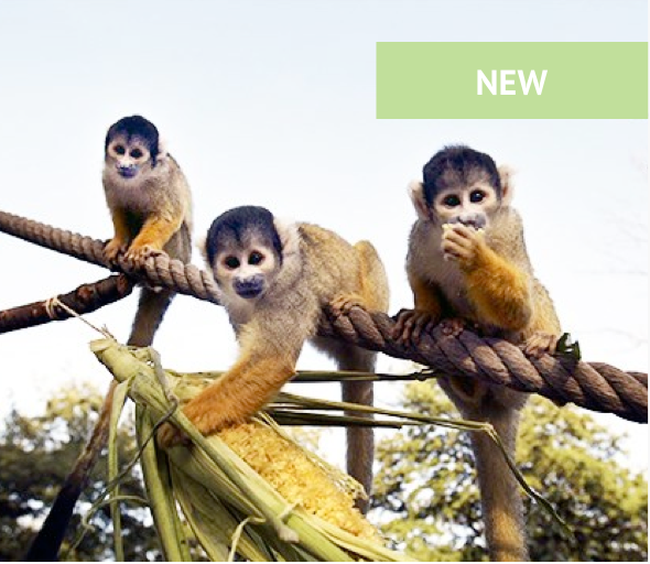 Family Entry to ZSL London Zoo Only £75.80