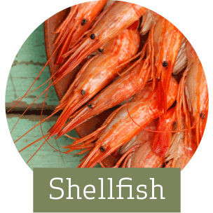 Shellfish